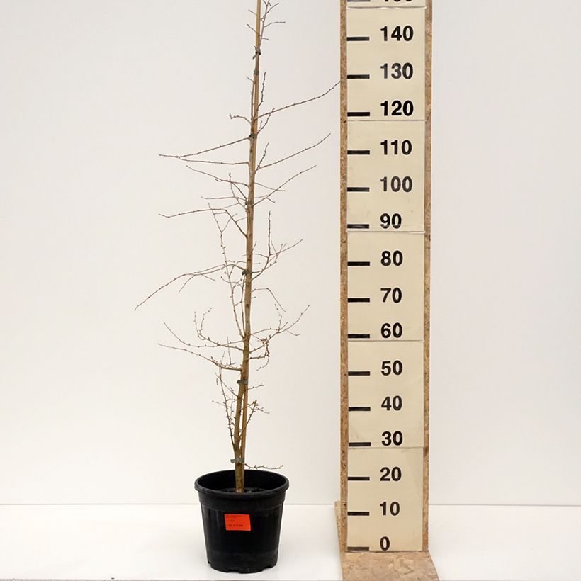 Mélèze de Chine - Pseudolarix amabilis Pot de 7,5L/10L esemplare consegnato in inverno