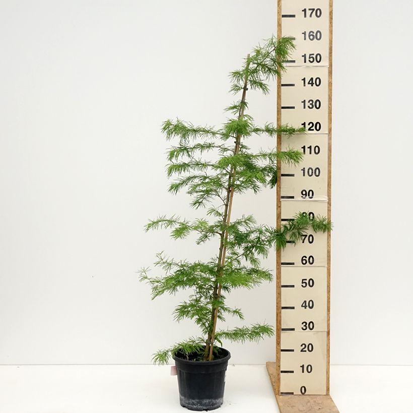 Example of Pseudolarix amabilis - Pseudolarice Vaso da 7,5L/10L as you get in printemps