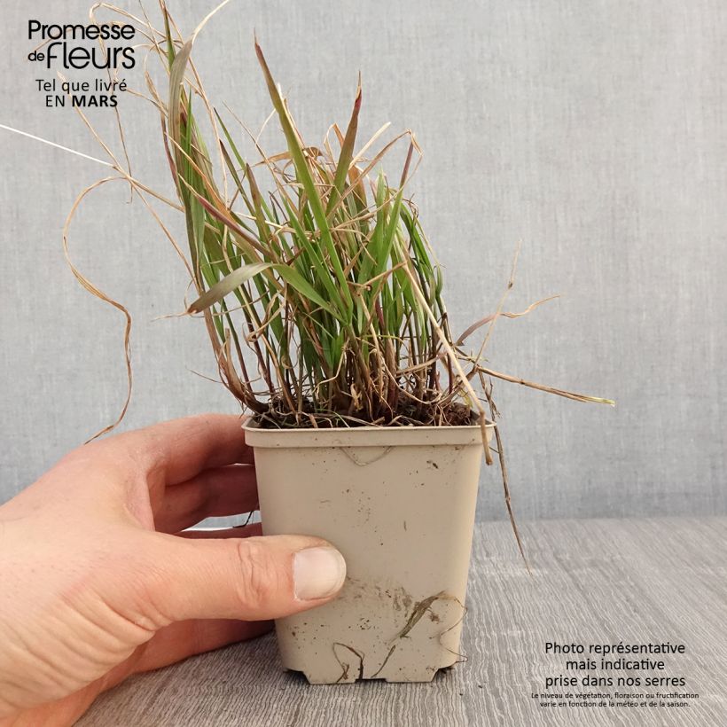 Example of Melica nutans - Melica delle faggete Vasetto da 8/9 cm as you get in printemps