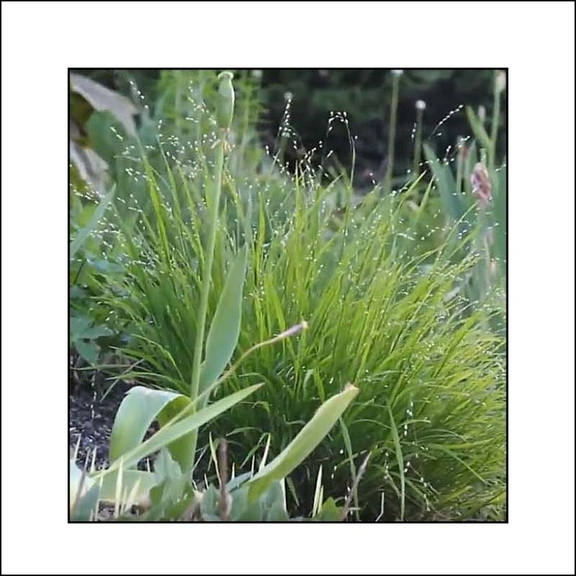 Melica uniflora var. albida - Melica comune (Fioritura)