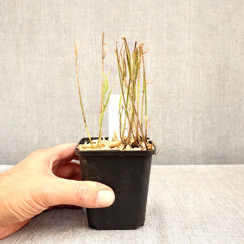 Esemplare di Melica uniflora var. albida - Melica comune Vasetto da 8/9 cm come consegnato in autunno