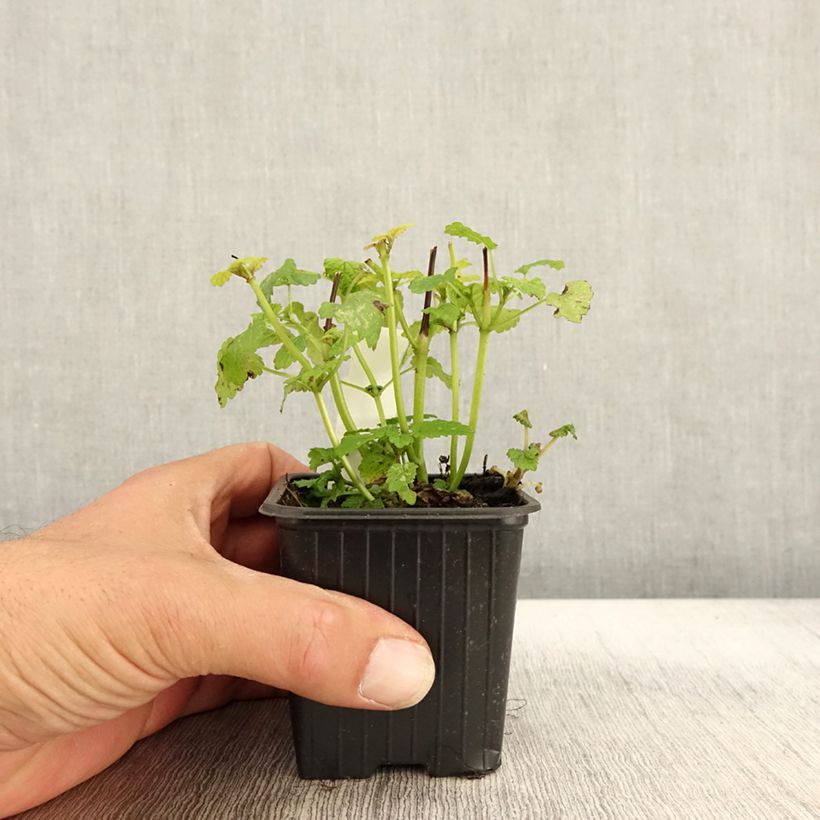 Esemplare di Melissa officinalis Aurea - Melissa vera Vasetto da 8/9 cm come consegnato in autunno