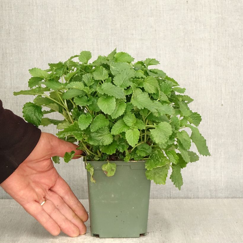 Melissa officinalis Aurea - Melissa vera Vaso da 1L/1,5L esemplare consegnato in primavera