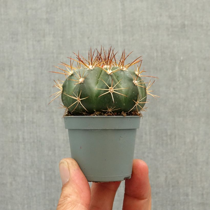 Cactus- Melocactus azureus mini-pianta esemplare consegnato in primavera