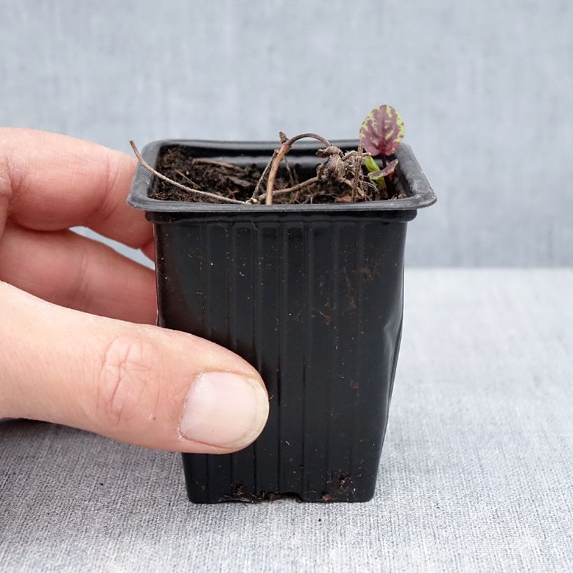 Mentha arvensis Banana Bio - Menta campestre Vasetto da 8/9 cm esemplare consegnato in primavera