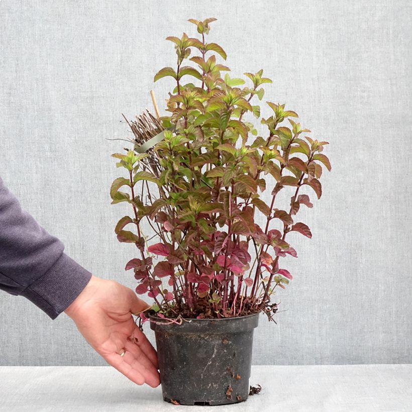 Mentha citrata Bergamote Bio - Menta bergamotto Vaso da 2L/3L esemplare consegnato in primavera