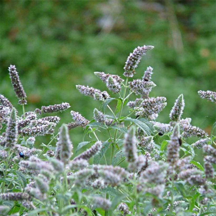 Mentha buddleiana - Menta (Flowering)