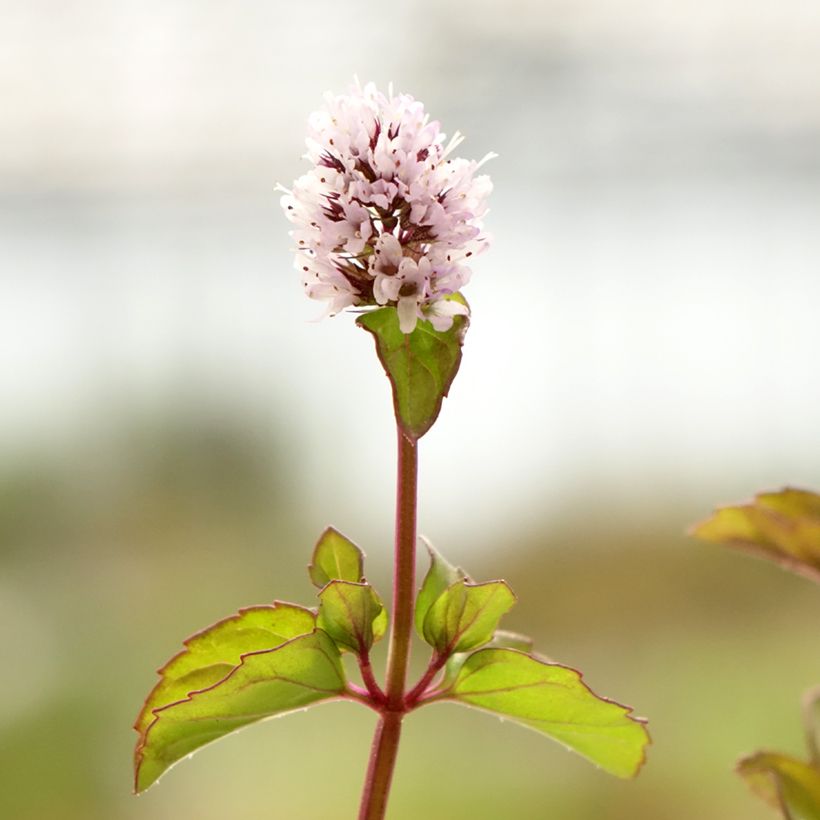 Mentha piperita Chartreuse Bio - Menta piperita (Fioritura)