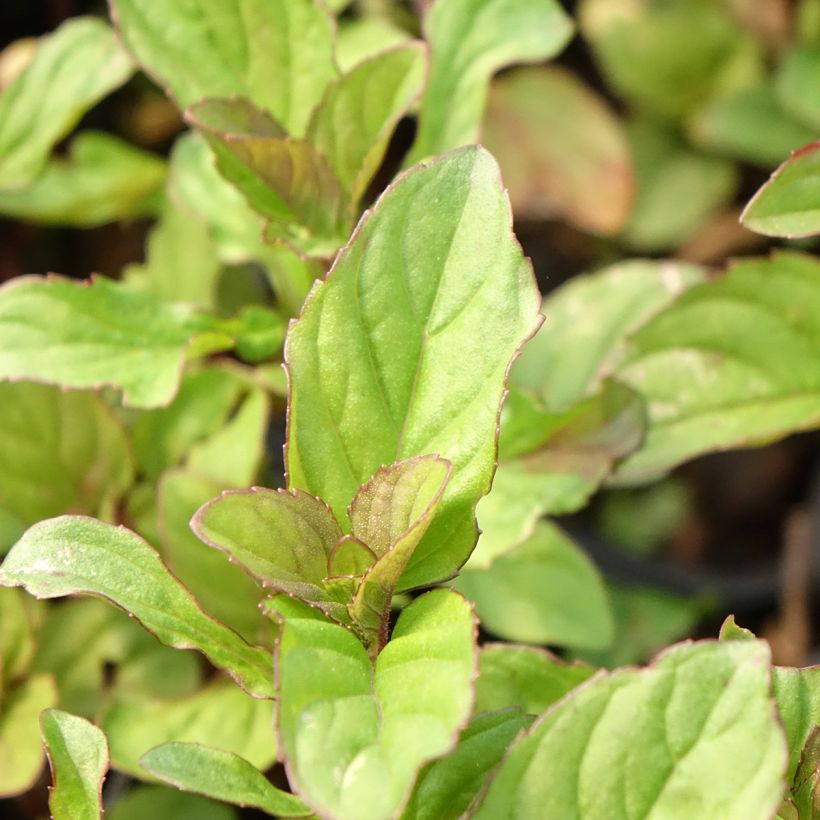 Mentha citrata - Menta bergamotto (Fogliame)
