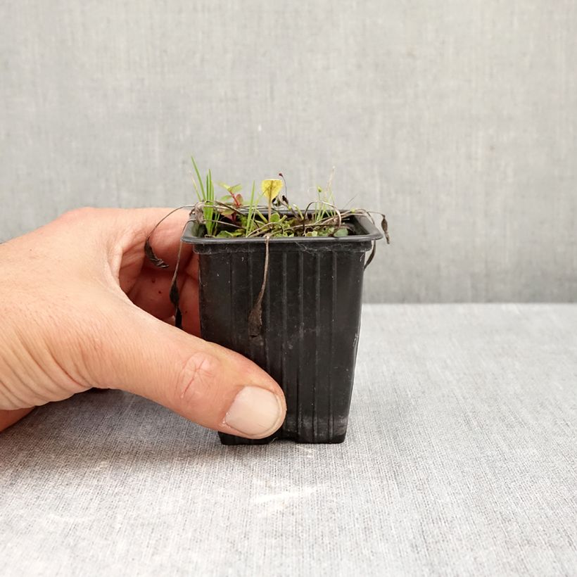 Esemplare di Tanacetum balsamita - Erba-amara balsamica Vasetto da 7/8 cm come consegnato in autunno