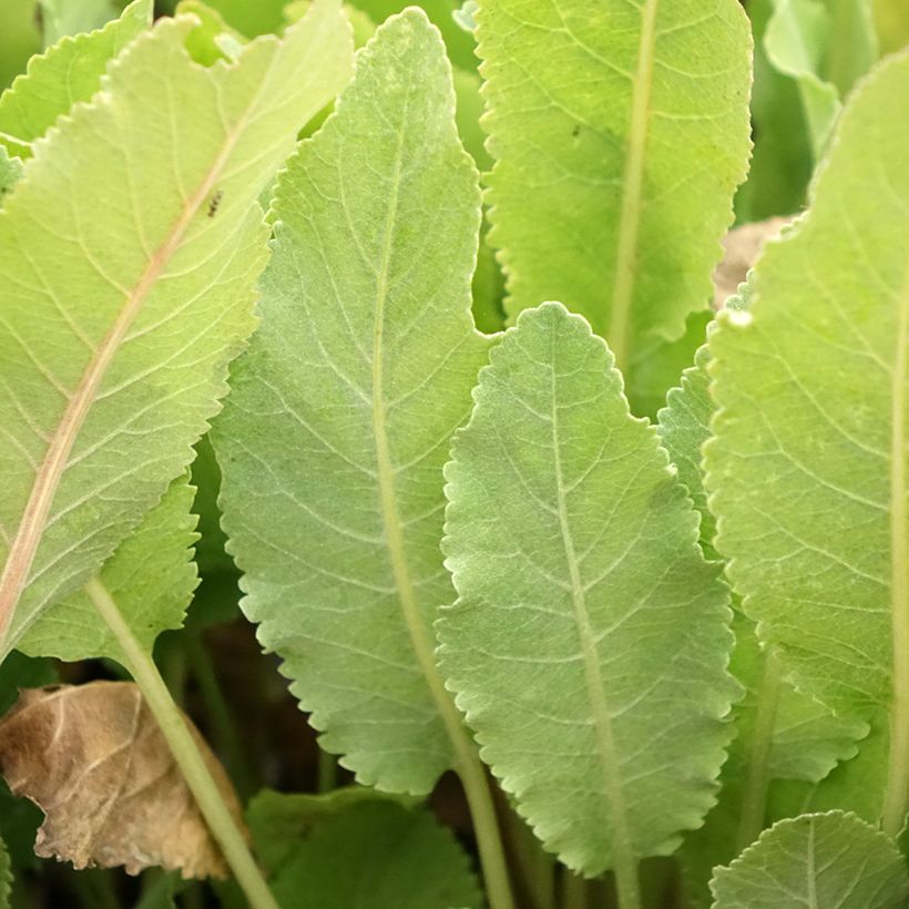Tanacetum balsamita - Erba-amara balsamica (Foliage)