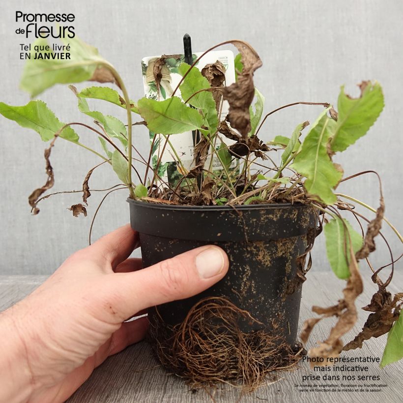 Menthe Coq - Tanacetum balsamita Pot de 1,5L/2L esemplare consegnato in inverno