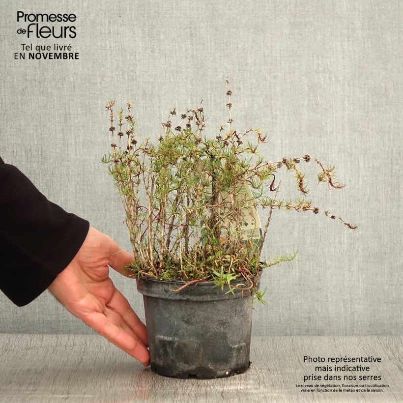 Esemplare di Menthe des Cerfs - Mentha cervina Pot de 1,5L/2L come consegnato in autunno