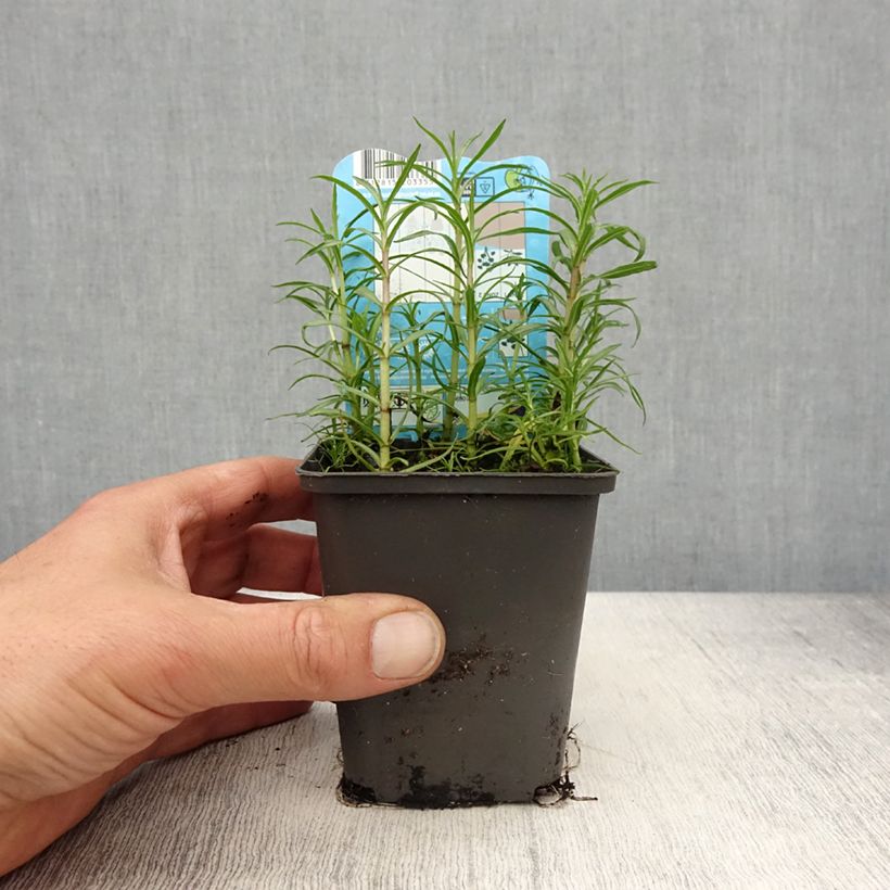 Example of Mentha cervina Alba - Menta cervina Vasetto da 8/9 cm as you get in printemps