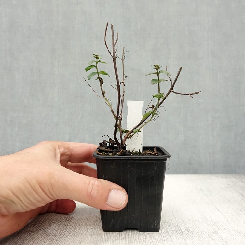 Esemplare di Pycnanthemum muticum - Menta di montagna Vasetto da 8/9 cm come consegnato in autunno