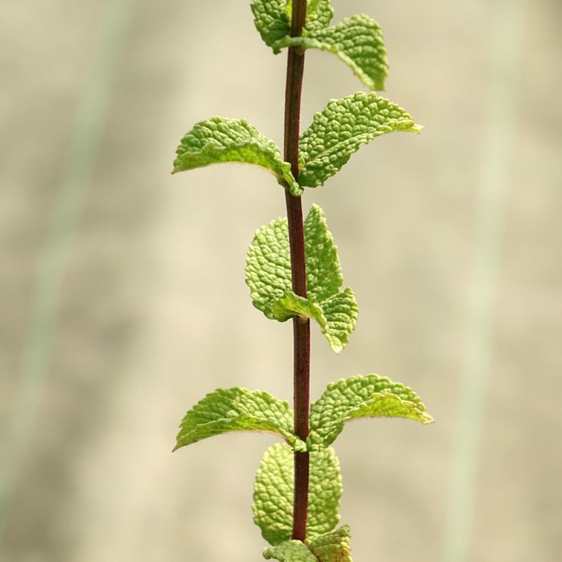 Mentha espagnole Bio - Menta (Fogliame)