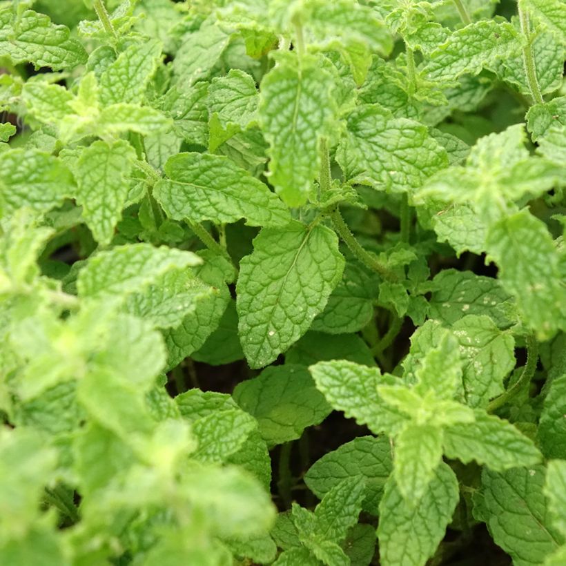Mentastro verde Fragola (Foliage)