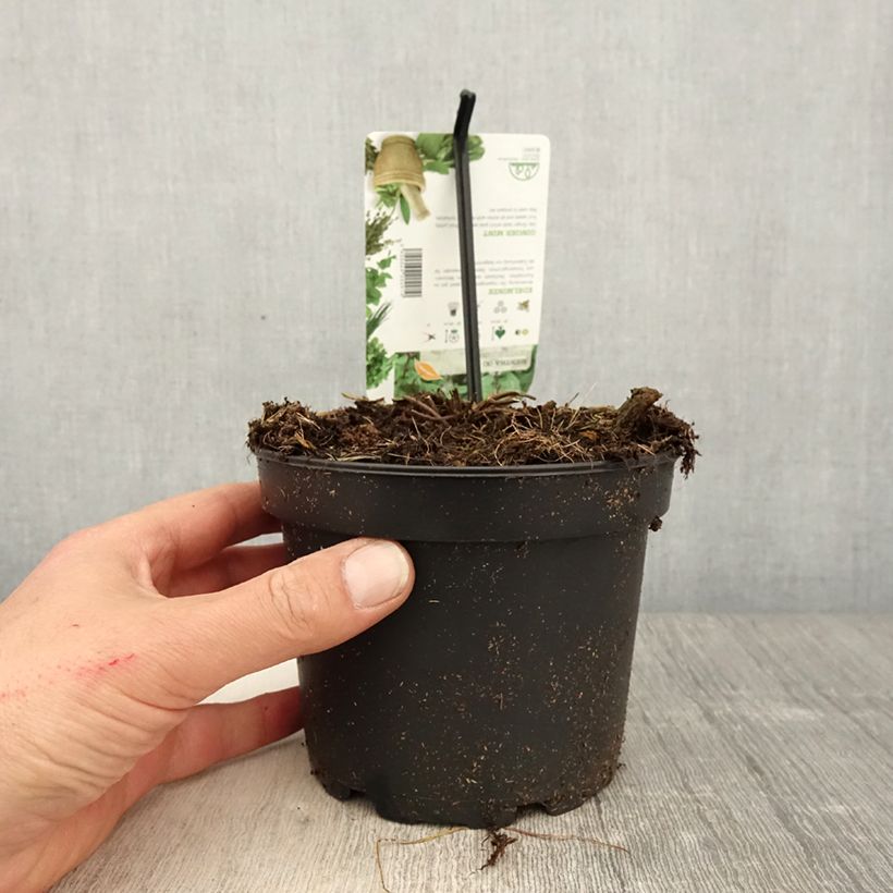 Mentha piperita Ginger - Menta piperita Vaso da 1,5L/2L esemplare consegnato in primavera