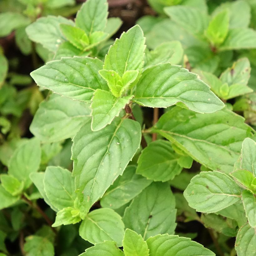 Mentha piperita Ginger - Menta piperita (Fogliame)