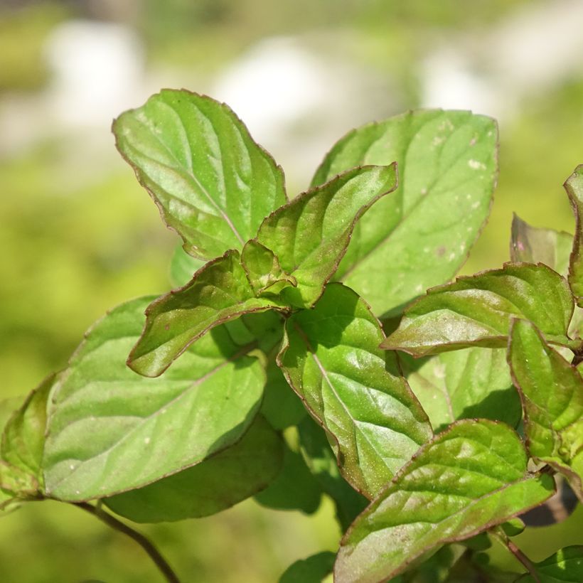 Mentha citrata Goût d'Orange Bio - Menta bergamotto (Fogliame)