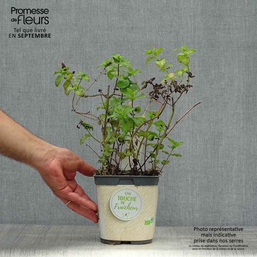 Esemplare di Mentastro verde Nannah Bio Vaso da 1L/1,5L come consegnato in autunno