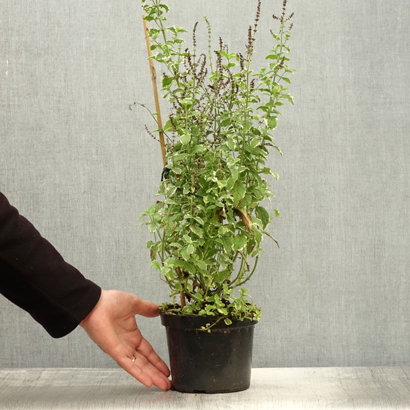 Esemplare di Menthe panachée - Mentha suaveolens Variegata Pot de 2L/3L come consegnato in autunno