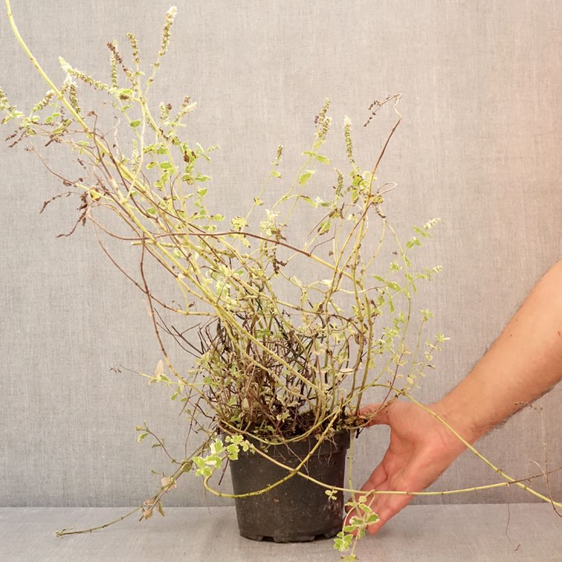 Esemplare di Mentha suaveolens Variegata - Menta a foglie rotonde Vaso da 2L/3L consegnato in estate