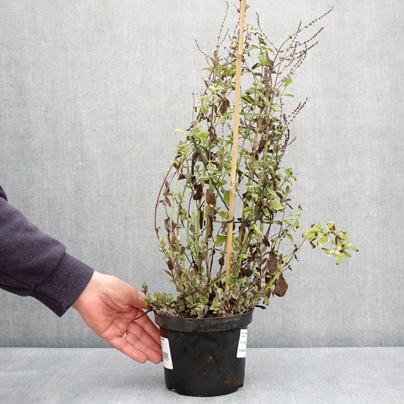 Mentha suaveolens Variegata - Menta a foglie rotonde Vaso da 2L/3L esemplare consegnato in primavera