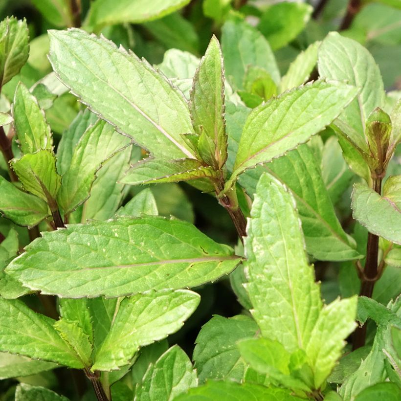 Mentha piperita Bio (piante) - Menta piperita (Fogliame)
