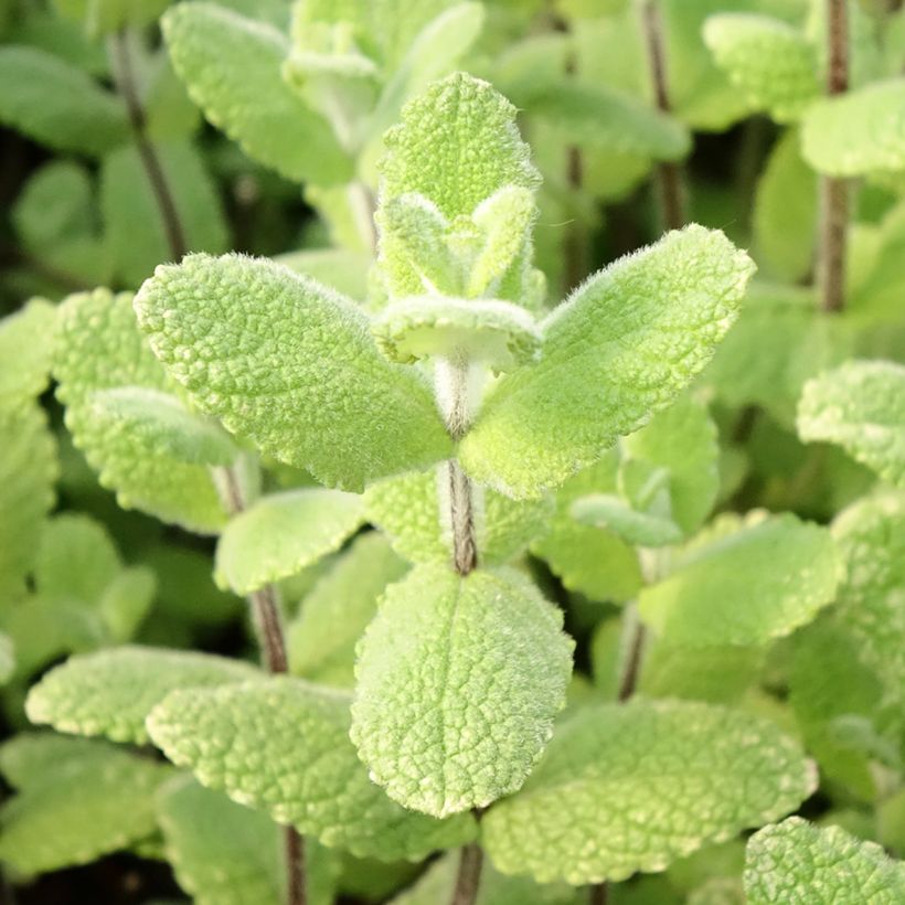 Mentha suaveolens Applefruit - Menta a foglie rotonde (Foliage)