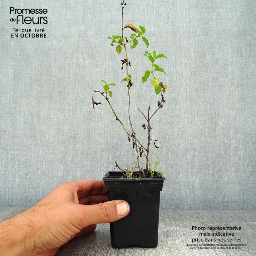 Esemplare di Mentha piperita Réglisse Bio - Menta piperita Vasetto da 7/8 cm come consegnato in autunno