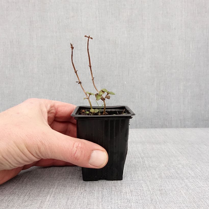 Menthe Romana Rossa BIO - Mentha piperita Godet de 8/9 cm esemplare consegnato in inverno