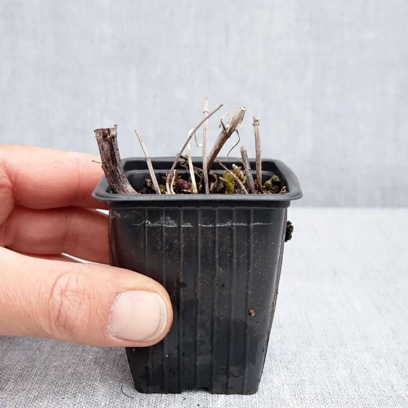 Example of Mentha piperita Romana Rossa Bio - Menta piperita Vasetto da 8/9 cm as you get in printemps