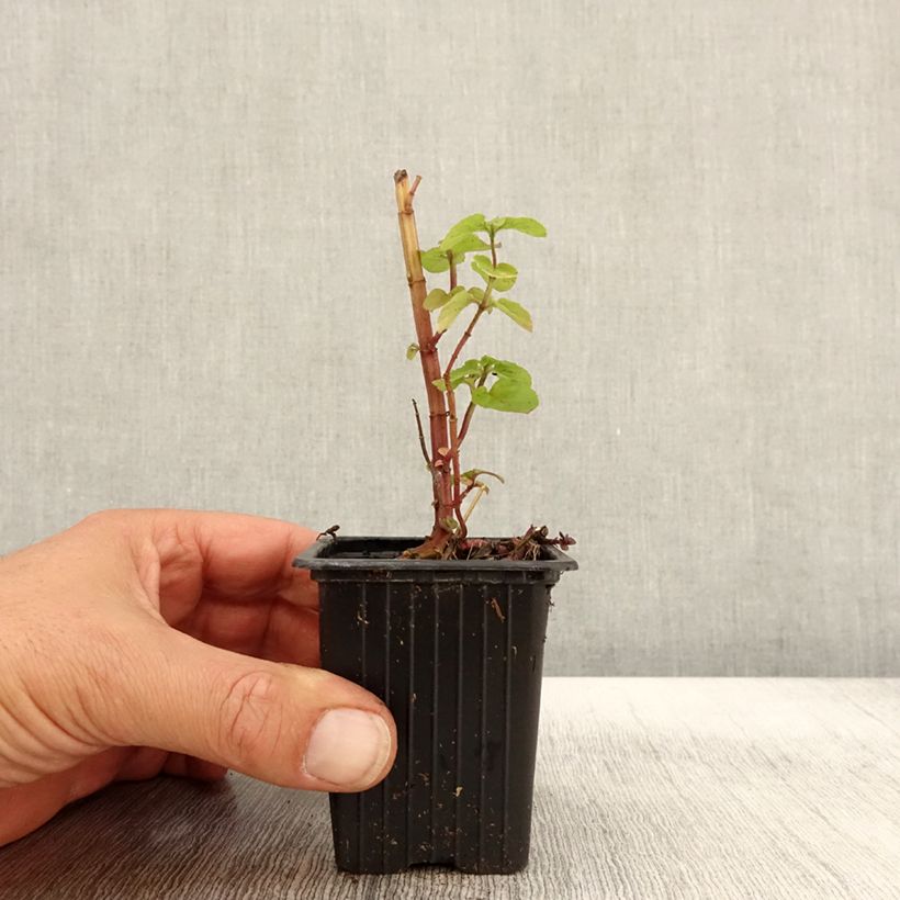 Esemplare di Mentha rotundifolia Bio - Menta Vasetto da 8/9 cm come consegnato in autunno