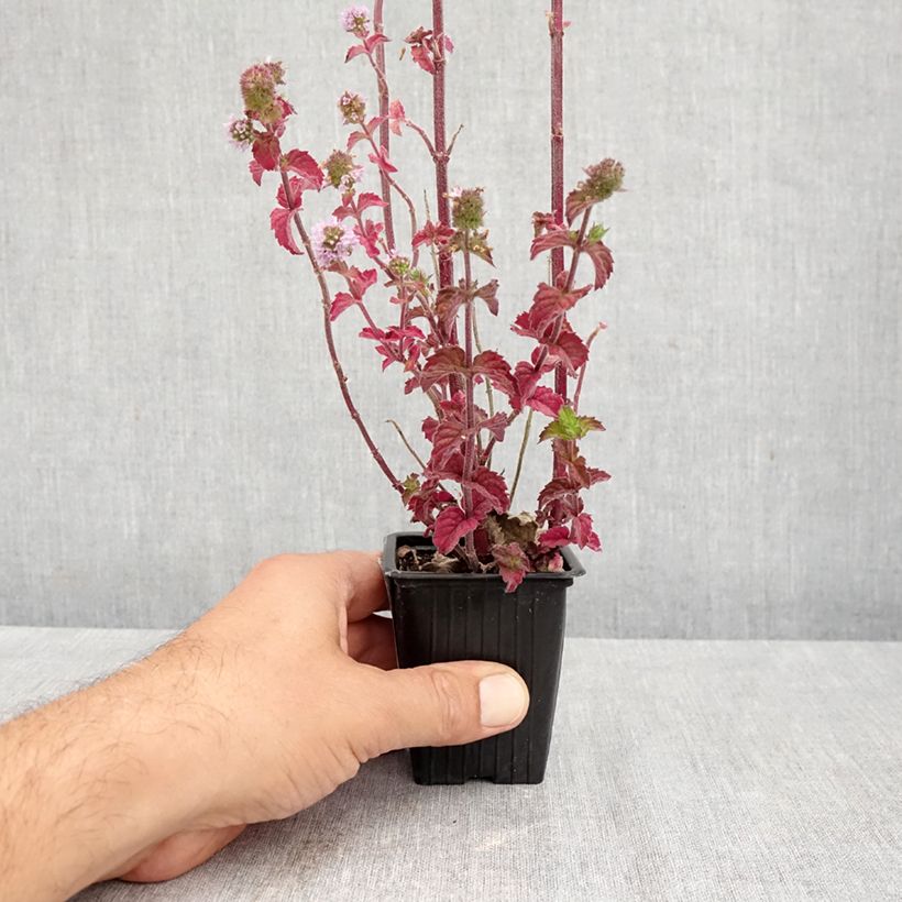 Esemplare di Mentha suaveolens Bio - Menta a foglie rotonde Vasetto da 8/9 cm come consegnato in autunno