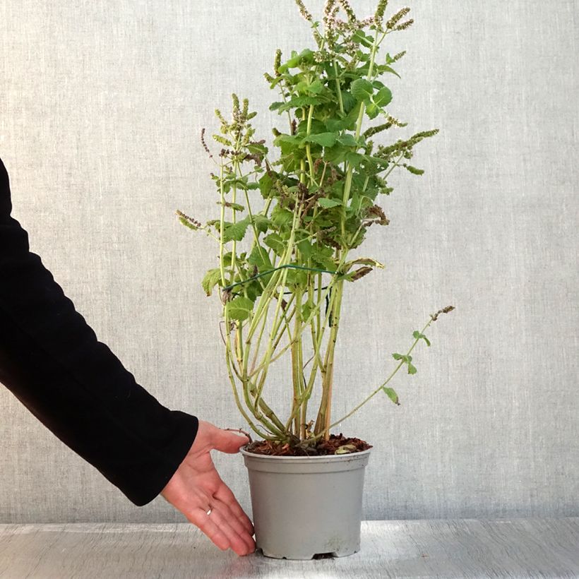Esemplare di Menthe suave BIO - Mentha suaveolens Pot de 2L/3L come consegnato in autunno
