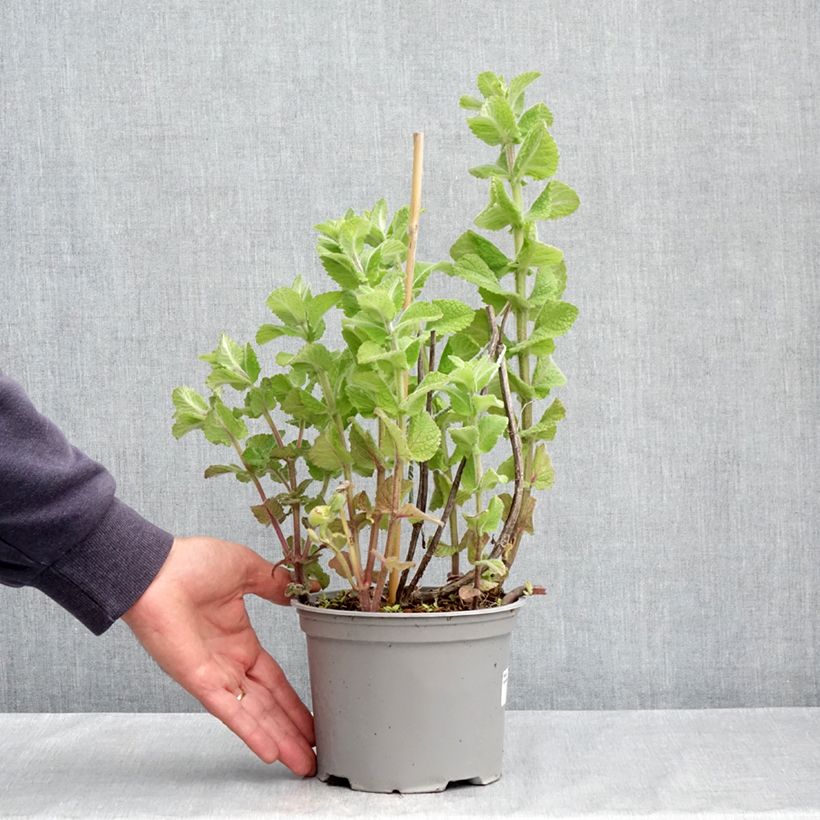 Example of Mentha suaveolens Bio - Menta a foglie rotonde Vaso da 2L/3L as you get in printemps