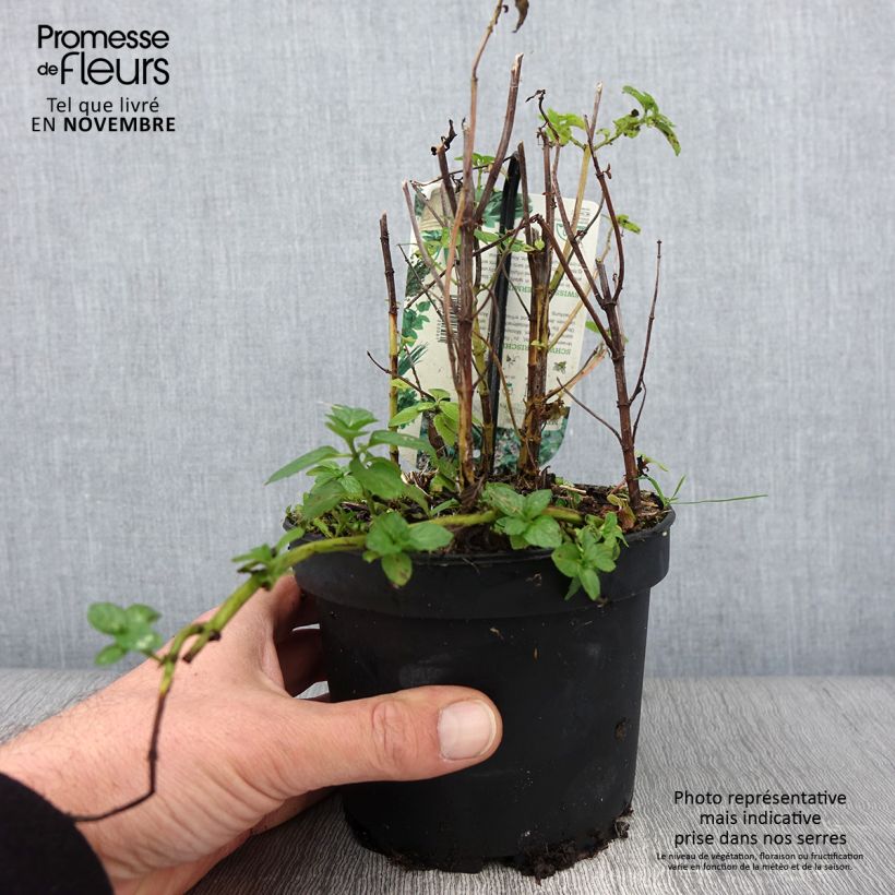 Esemplare di Mentha piperita Swiss - Menta piperita Vaso da 1,5L/2L come consegnato in autunno