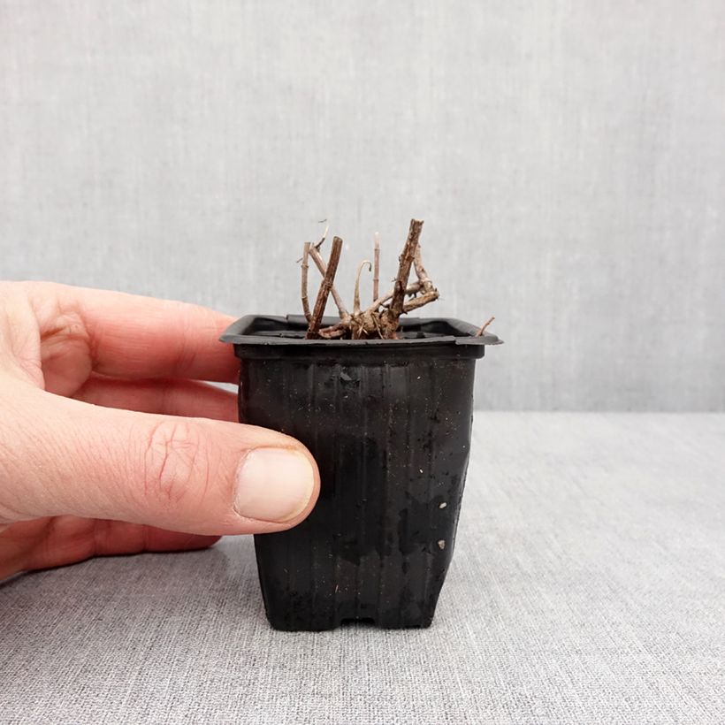 Example of Mentha suriso Bio - Menta Vasetto da 8/9 cm as you get in hiver