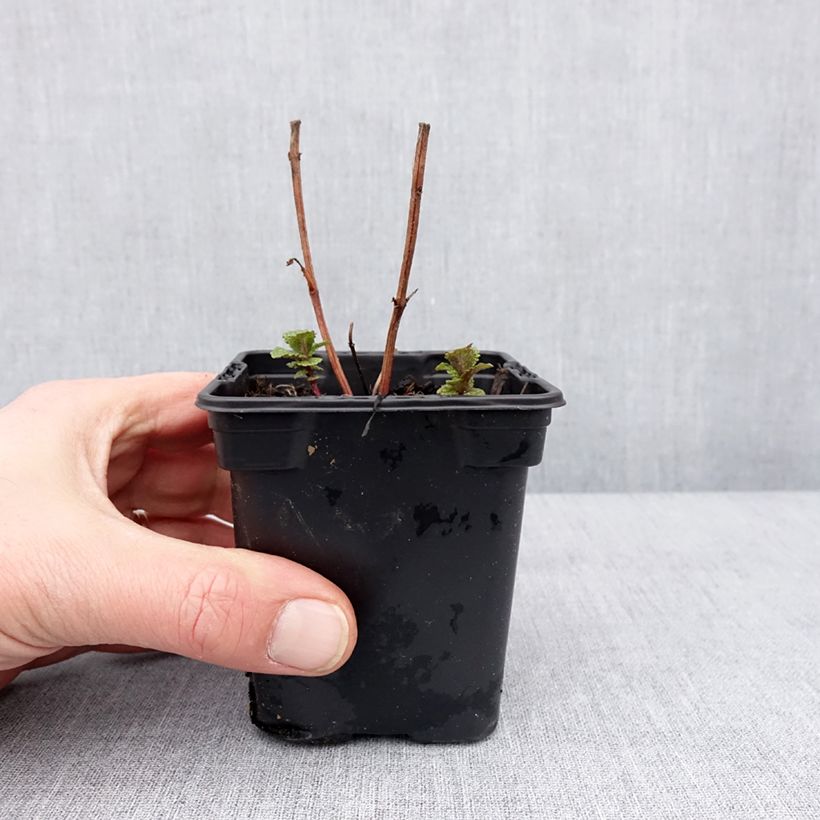 Menthe Tashkent - Mentha spicata BIO Godet de 8/9 cm esemplare consegnato in inverno