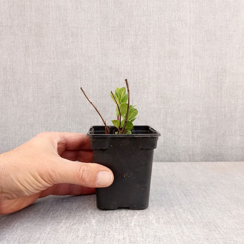 Example of Mentastro verde Tashkent Bio Vasetto da 8/9 cm as you get in printemps