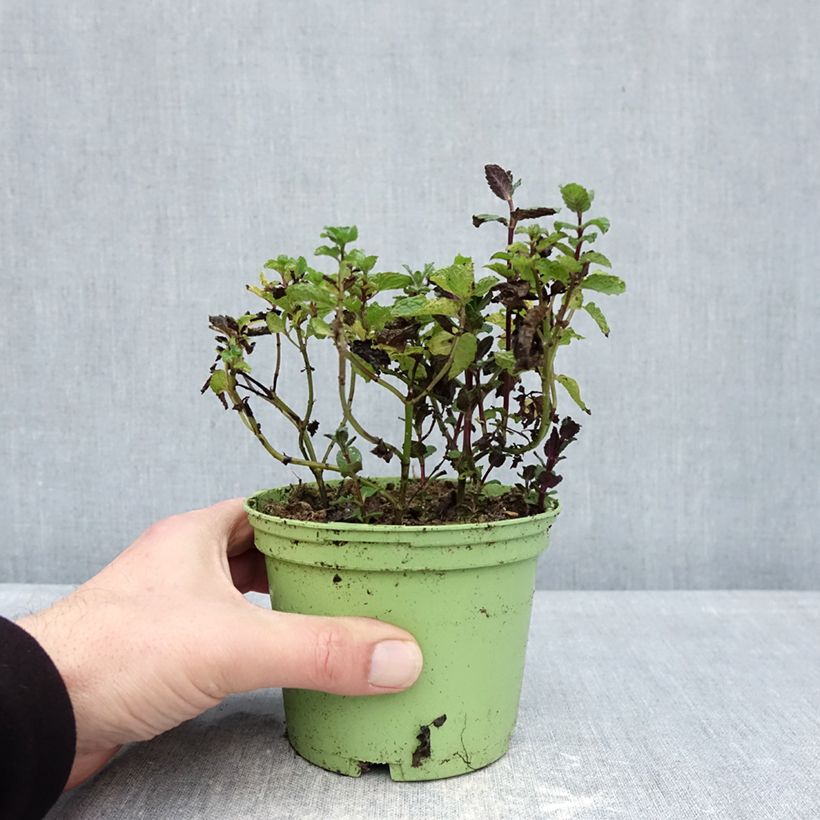 Mentastro verde Bio Vaso da Ø 10 cm/11 cm esemplare consegnato in inverno