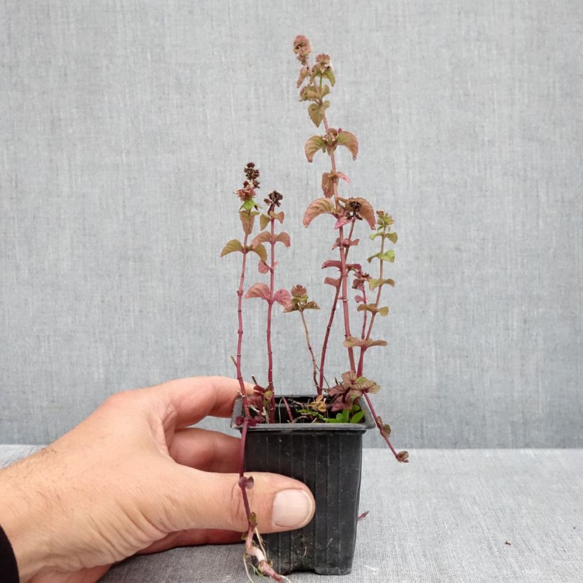 Esemplare di Mentha smithiana rubra Bio - Menta Vasetto da 8/9 cm come consegnato in autunno