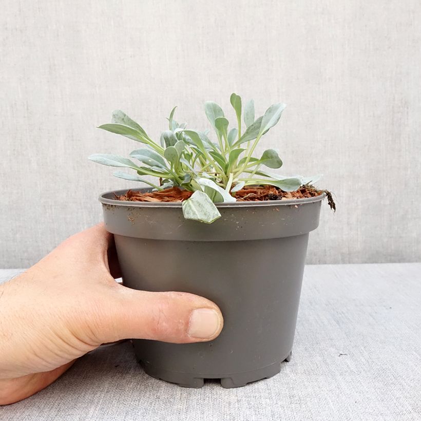 Example of Mertensia maritima - Erba ostrica Vaso da 1L/1,5L as you get in printemps