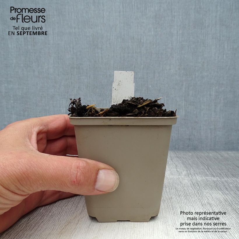 Esemplare di Mertensia virginica Vasetto da 8/9 cm come consegnato in autunno