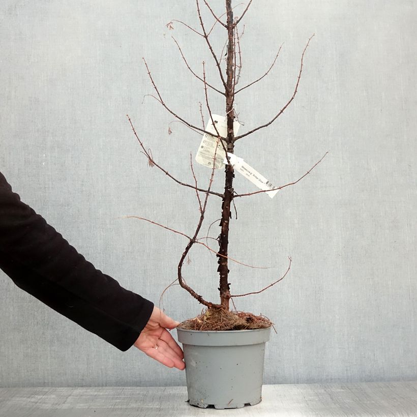 Esemplare di Metasequoia glyptostroboides Amber Glow Pot de 2L/3L come consegnato in autunno