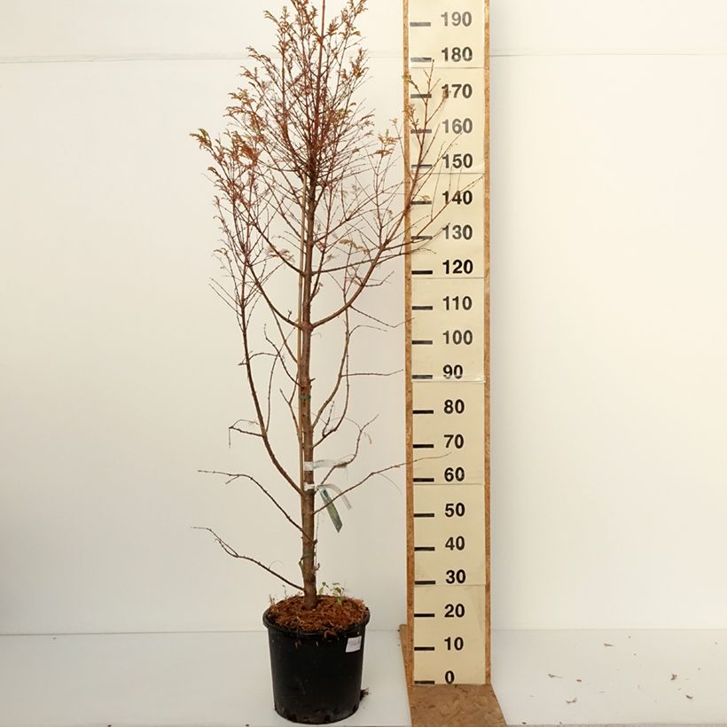 Esemplare di Metasequoia glyptostroboides Chubby Vaso da 12L/15L come consegnato in autunno