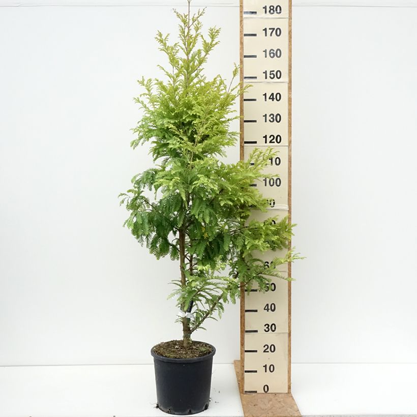 Esemplare di Metasequoia glyptostroboides Chubby Vaso da 12L/15L consegnato in estate