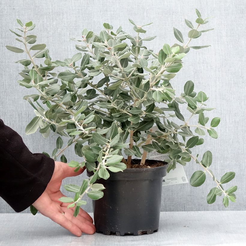 Metrosideros excelsa Aurea - Arbre de Noël de Nouvelle-Zélande Pot de 2L/3L esemplare consegnato in inverno