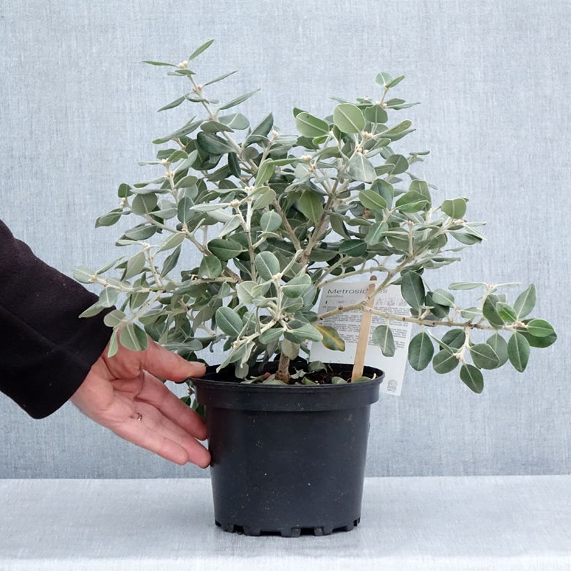 Example of Metrosideros excelsa Aurea - Albero di Natale della Nuova Zelanda Vaso da 2L/3L as you get in printemps